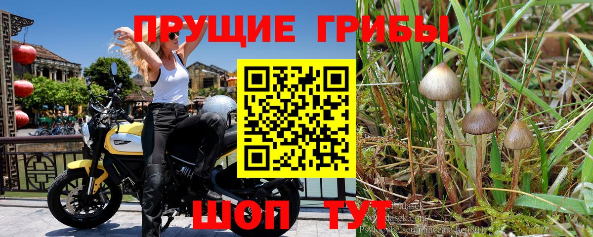 сколько стоит  Галлюциногенные грибы Cubensis  Можайск  Галлюциногенные грибы Psilocybine cubensis 